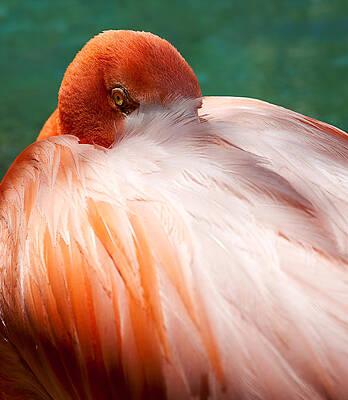 Beautiful Photograph - Eye Of The Flamingo by Steven Heap