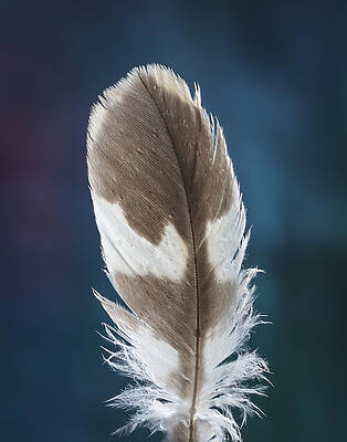Abstract Photograph - Feather Design by Jean Noren