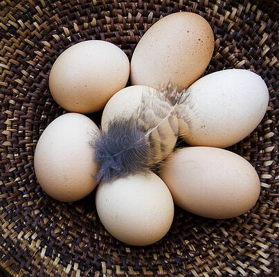 Nature Photograph - Feathered Eggs by Jean Noren