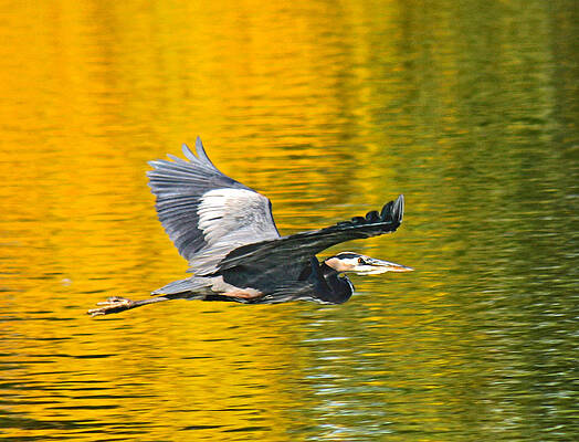 Wild Wall Art featuring the photograph Fernhill Flying Heron Predator by Jean Noren