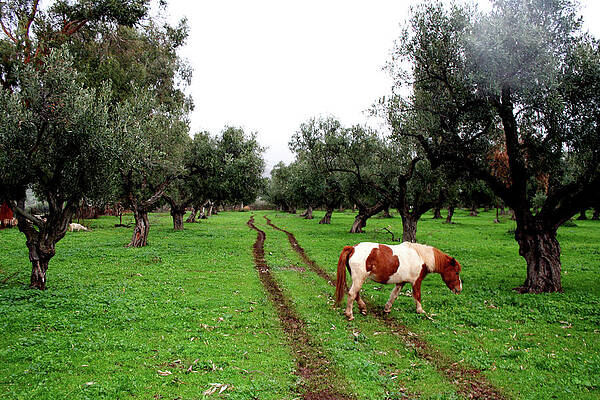 Tree Wall Art featuring the photograph Fields Of Italy by La Dolce Vita