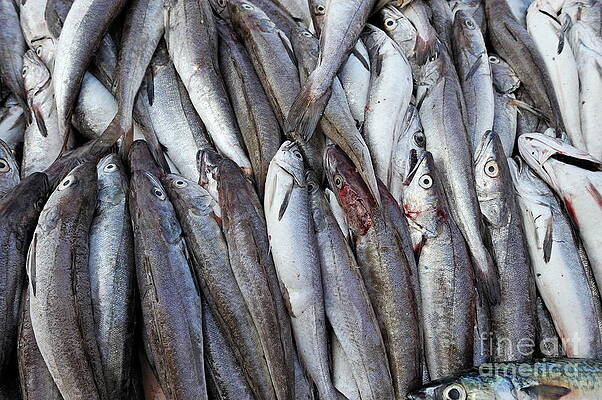 Close Up Photograph - Fishes For Sale At Market by Sami Sarkis Photography