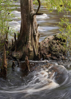 Nature Wall Art featuring the photograph Florida Rapids by Steven Sparks
