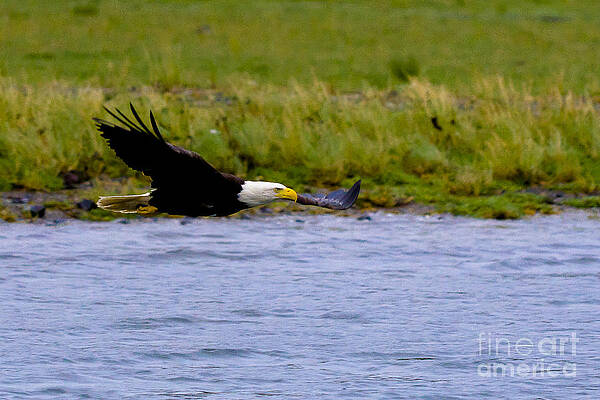 Alaska Wall Art featuring the photograph Flying Bald Eagle by Darcy Michaelchuk