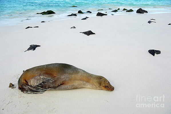 Wall Art featuring the photograph Galapagos Sea Lion Sleeping On Beach by Sami Sarkis Photography