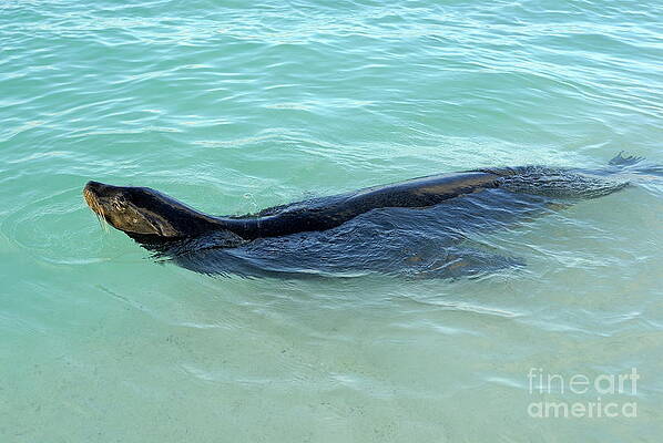 Wall Art featuring the photograph Galapagos Sea Lion Swimming by Sami Sarkis Photography