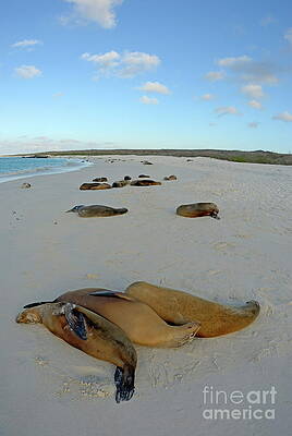 Wall Art featuring the photograph Galapagos Sea Lions Sleeping On Beach by Sami Sarkis Photography