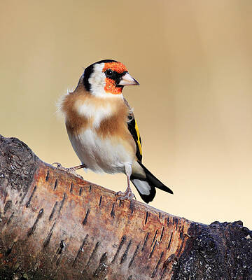 Bird Wall Art featuring the photograph Goldfinch by Grant Glendinning