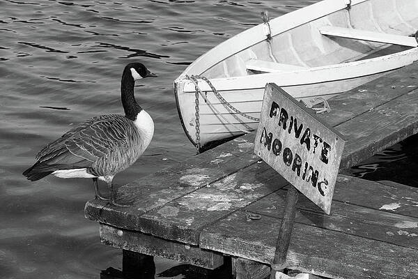 Water Wall Art featuring the photograph Goose On Pier by La Dolce Vita