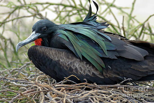 Wall Art featuring the photograph Great Frigate Bird by Sami Sarkis Photography