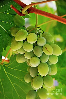 Close Up Photograph - Green Grape And Vine Leaves by Sami Sarkis Photography