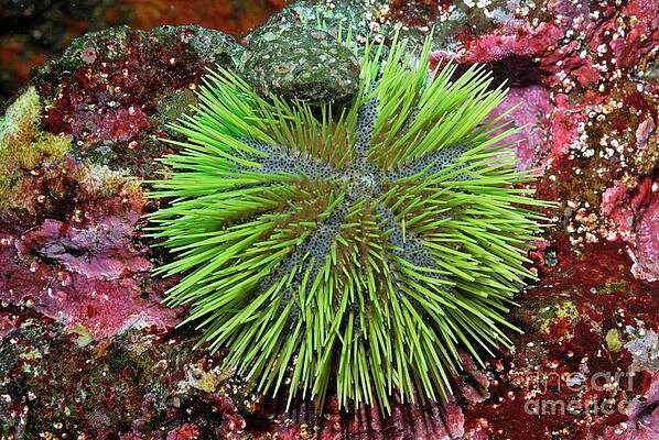 Close Up Photograph - Green Sea Urchin On Rock by Sami Sarkis Photography