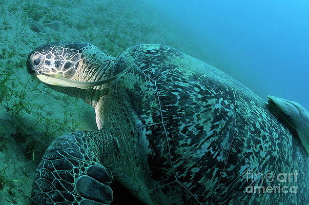 Close Up Photograph - Green Turtle Eating On Sea Bedt by Sami Sarkis Photography