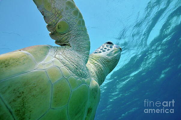 Outdoors Wall Art featuring the photograph Green Turtle Moving Up To Breath by Sami Sarkis Photography
