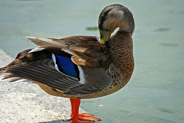 Nature Wall Art featuring the photograph Grooming Mallard by La Dolce Vita