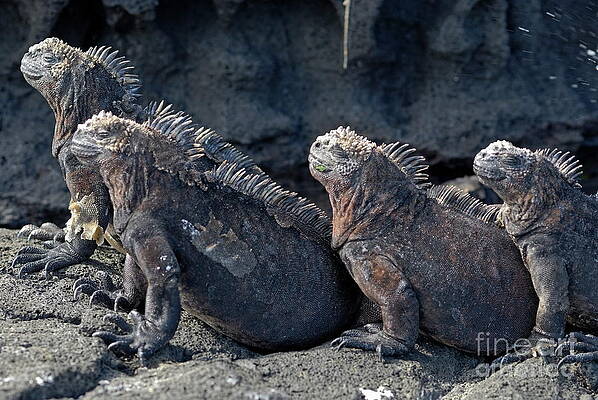 Wall Art featuring the photograph Group Of Marine Iguana Lying On Rock by Sami Sarkis Photography