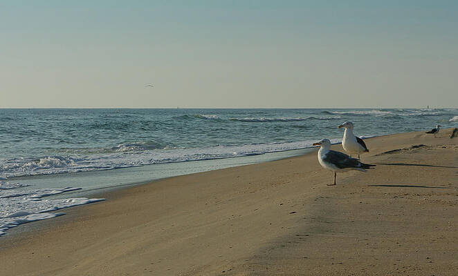 Photograph - Gulls by Rob Narwid