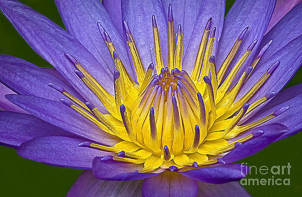 Vibrant Lotus Blossom Close-up Photograph