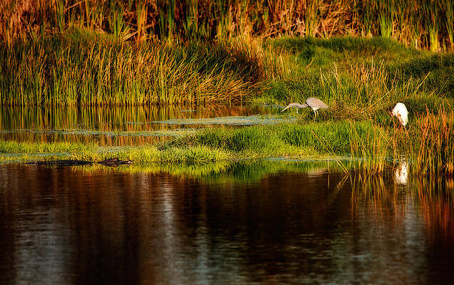 Nature Wall Art featuring the photograph Heron Egret And Gator by Steven Sparks