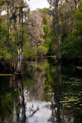 Nature Wall Art featuring the photograph Hillsborough River In March by Steven Sparks