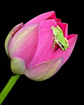 Wild Wall Art featuring the photograph Hitchhiker by Jean Noren