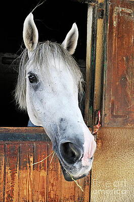 Animal Wall Art featuring the photograph Horse By Its Stable Window by Sami Sarkis Photography