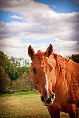 Photograph - Horse by Rob Narwid