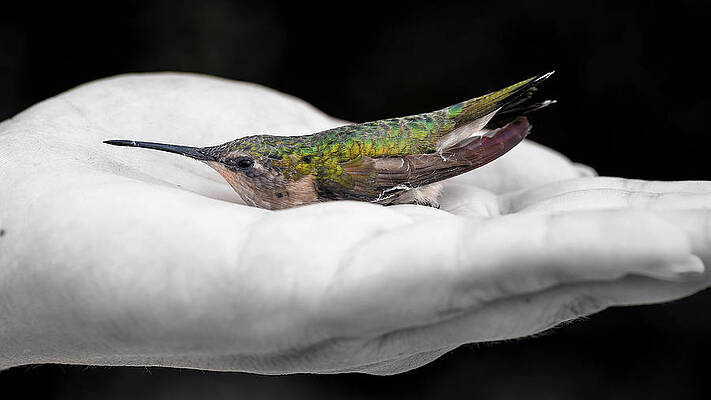 Black And White Wall Art featuring the photograph Hummingbird Rescue by Bill and Linda Tiepelman