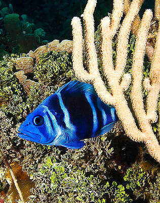 Nature Photograph - Indigo Hamlet by Jean Noren