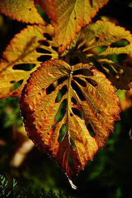 Photograph - Insect Art by Fred Denner