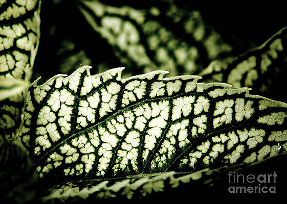Wall Art featuring the photograph Jagged Leaf by Darcy Michaelchuk