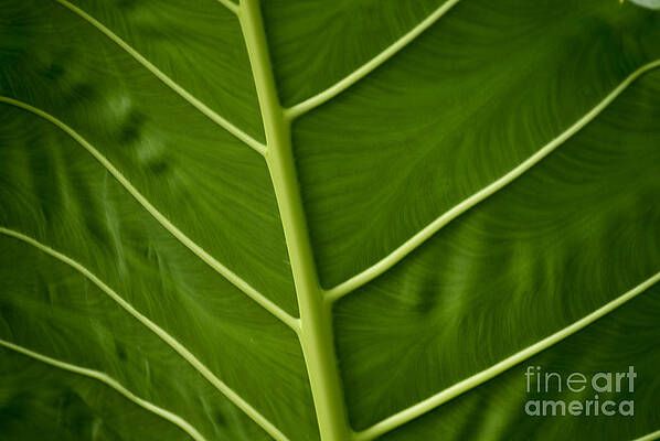 Wall Art featuring the photograph Jungle Leaf by Blake Webster