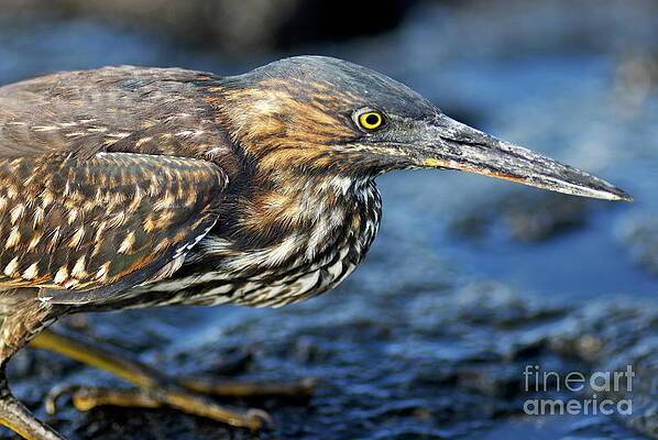 Wall Art featuring the photograph Juvenile Green-backed Heron by Sami Sarkis Photography