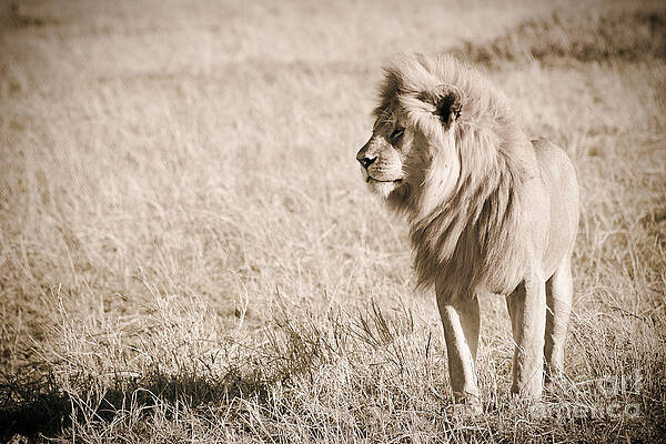 Tanzania Photograph - King Of Cats In Sepia by Darcy Michaelchuk