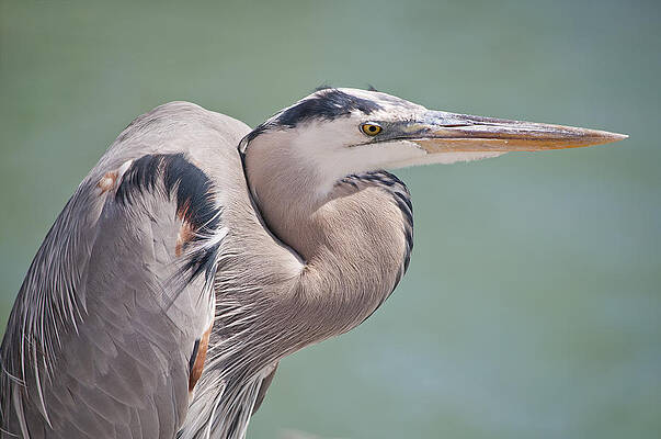 Bird Wall Art featuring the photograph La Garza by Steven Sparks