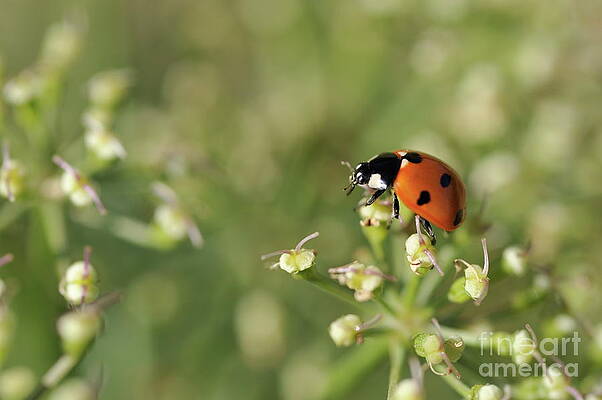 Animal Wall Art featuring the photograph Ladybug On Flowers At Spring by Sami Sarkis Photography
