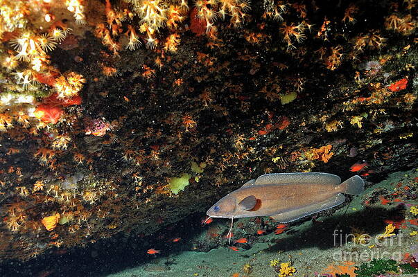 France Photograph - Larger Forkbeard Swimming Along Rock by Sami Sarkis Photography