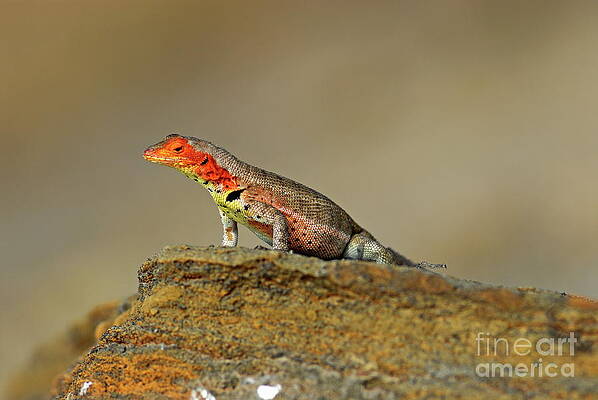 Wall Art featuring the photograph Lava Lizard by Sami Sarkis Photography