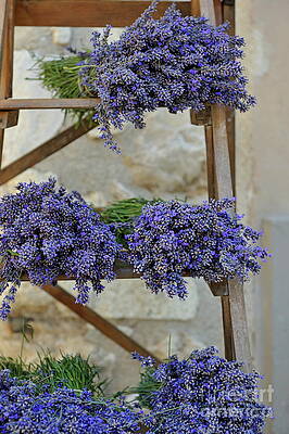 Outdoors Wall Art featuring the photograph Lavender Bunches On Shelves For Sale At Market by Sami Sarkis Photography
