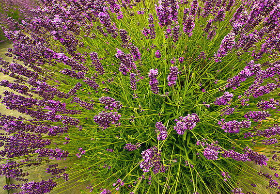 Nature Photograph - Lavender by Jean Noren