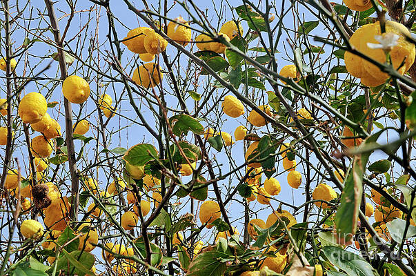 Lemons on a Tree Branch Wall Art