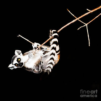 Wildlife Photograph - Lemur Hangs On A Branch Part 3 by Darcy Michaelchuk