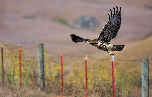 Country Wall Art featuring the photograph Lift Off by Beth Sargent