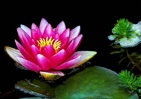 Water Wall Art featuring the photograph Lilly by Jean Noren