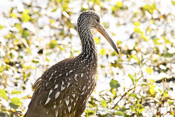 Bird Wall Art featuring the photograph Limpkin Luster by Steven Sparks