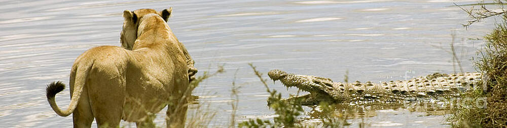 Tanzania Photograph - Lion And Crocodile Face-off by Darcy Michaelchuk