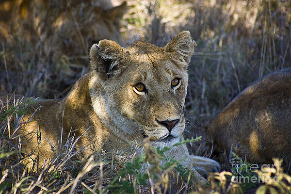 Tanzania Photograph - Lioness With Pride In Shade by Darcy Michaelchuk