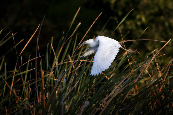Bird Wall Art featuring the photograph Little Blue Heron Before The Change To Blue by Steven Sparks