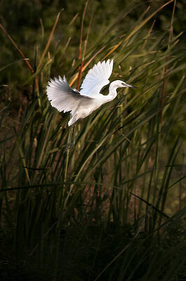 Bird Wall Art featuring the photograph Little Blue Heron On Approach by Steven Sparks