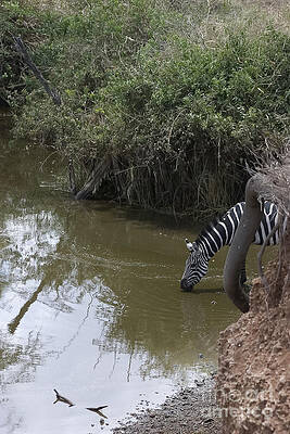 Tanzania Photograph - Lone Zebra At The Drinking Hole by Darcy Michaelchuk